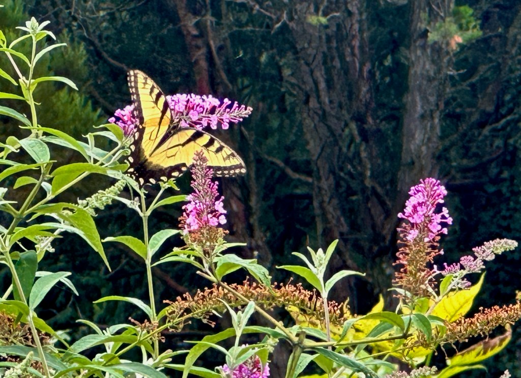 Photo of butterfly with yellow and black wing pattern perched on pink flowers
